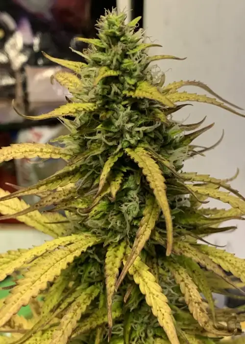 Northern Lights Express Auto by Phoenix Seeds, Autoflower cannabis strain