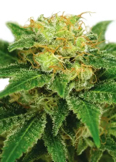 Northern Lights (fem) by ILGM, Photoperiod cannabis strain