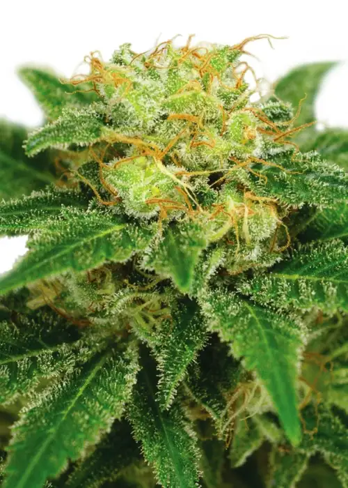Northern Lights (fem) by ILGM, Photoperiod cannabis strain