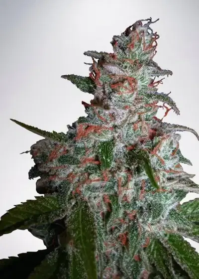 Northern Lights Moc by Ministry of Cannabis, Photoperiod cannabis strain