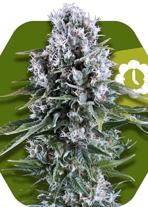 Northern Lights XL Autoflowering by Zambeza, Autoflower cannabis strain