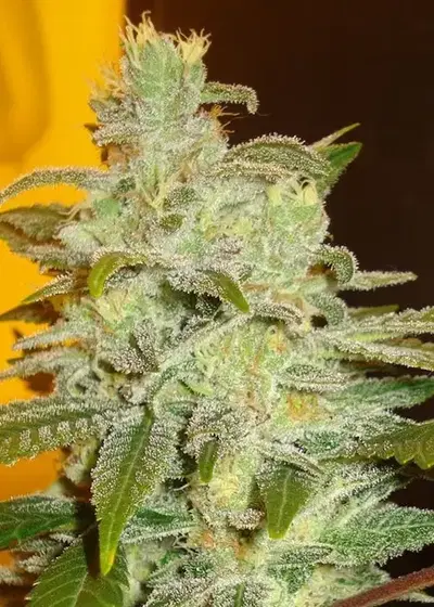 Northern Lights by The Seed Fair cannabis strain