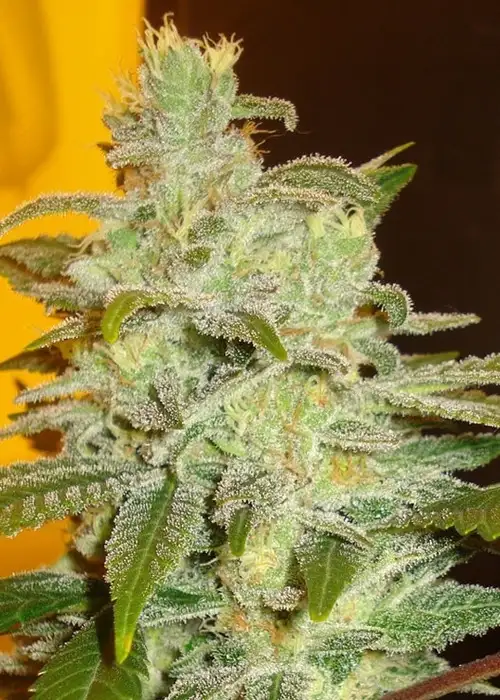 Northern Lights by The Seed Fair cannabis strain