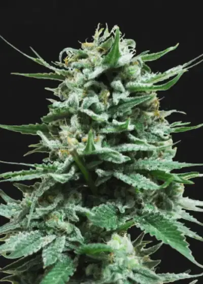 Northern Russian Auto by Kalashnikov Seeds, Autoflower cannabis strain