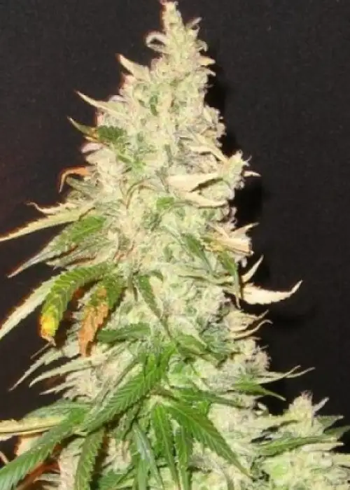 Northern Soul by Karma Genetics, Photoperiod cannabis strain
