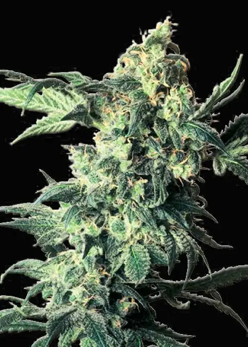 Northern Vip by VIP Seeds, Photoperiod cannabis strain
