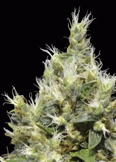 Northern by CBD Seeds, Photoperiod cannabis strain