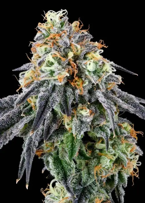 Nose Candi by Grounded Genetics, Photoperiod cannabis strain
