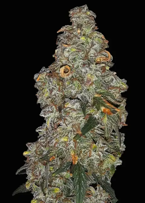 Notorious Kush Automatic by Club Riot Seeds, Autoflower cannabis strain