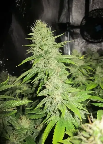 Notorious OG by Pheno Finder Seeds, Photoperiod cannabis strain