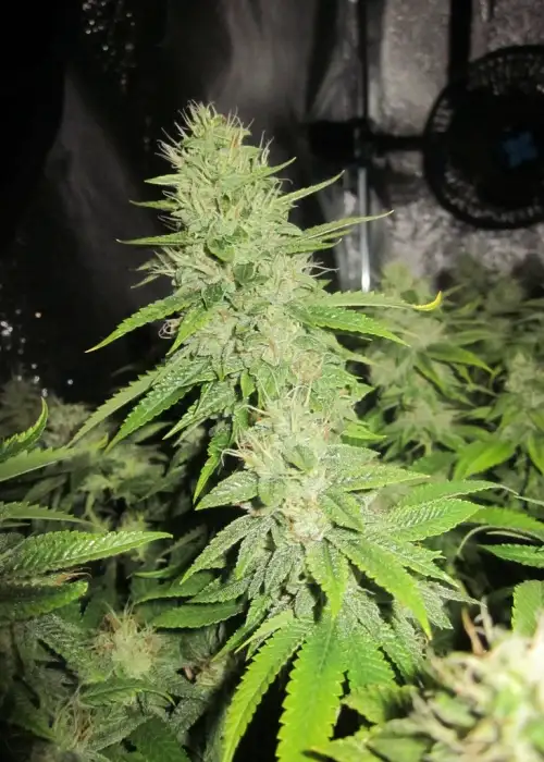 Notorious OG by Pheno Finder Seeds, Photoperiod cannabis strain