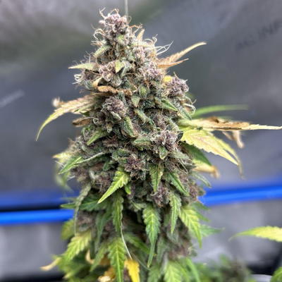 Novakane by Brothers In Farms, Autoflower cannabis strain
