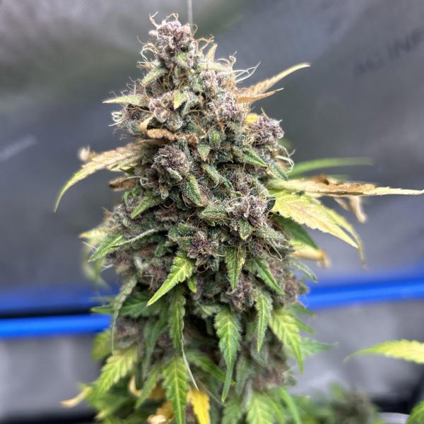 Novakane by Brothers In Farms, Autoflower cannabis strain