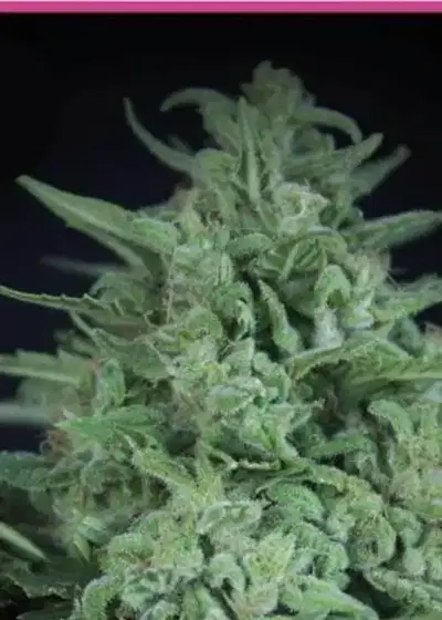 Novarine THCV by Elite Seeds, Photoperiod cannabis strain
