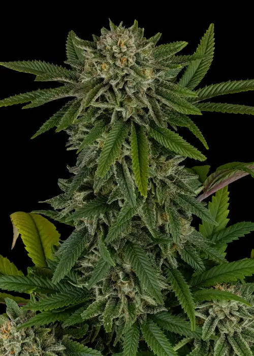 Nuclear Forest by Dirty Bird Genetics, Photoperiod cannabis strain