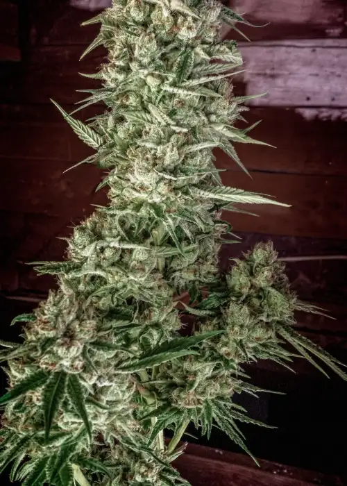 Nurse Jackie by Homegrown Natural Wonders, Photoperiod cannabis strain