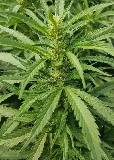 Nuttea Haze by French Touch Seeds, Photoperiod cannabis strain