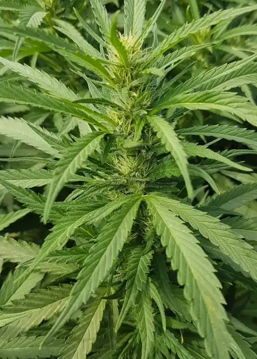 Nuttea Haze by French Touch Seeds, Photoperiod cannabis strain