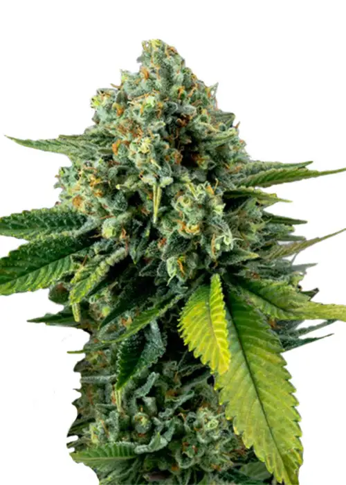 NYC Diesel Feminized by Seeds Genetics Co., Photoperiod cannabis strain