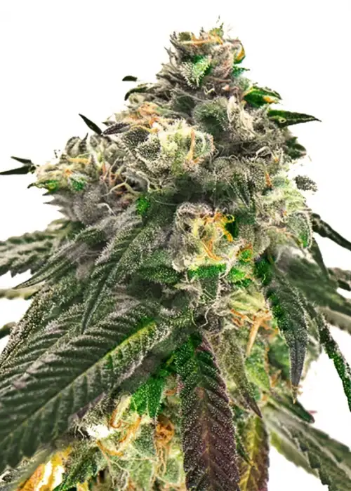 O.G Kush Xtrm by Amsterdam Marijuana Seeds AMS, Photoperiod cannabis strain