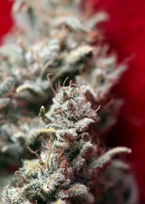 O' Haze Red by Reggae Seeds, Photoperiod cannabis strain
