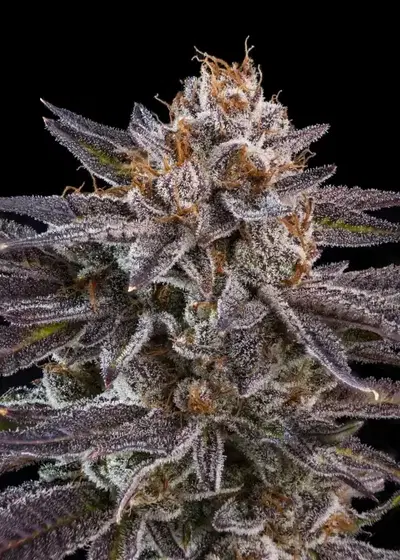 O.M.G by Ripper Seeds, Photoperiod cannabis strain