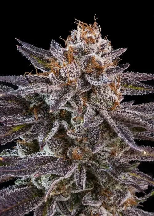 O.M.G by Ripper Seeds, Photoperiod cannabis strain