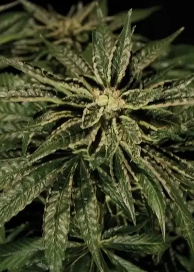 O.Z. Kush by The Bulldog Seeds, Photoperiod cannabis strain
