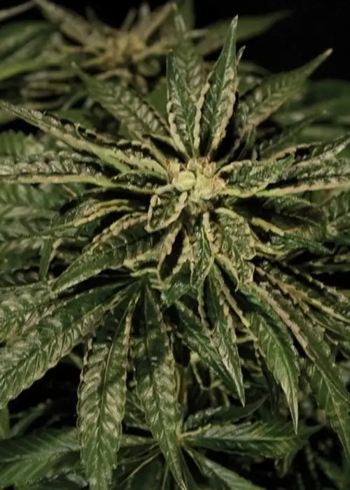 O.Z. Kush by The Bulldog Seeds, Photoperiod cannabis strain