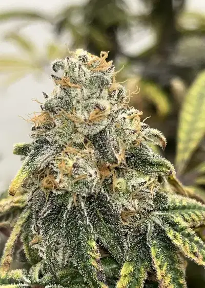 Ocean Fruit by Square One Genetics, Photoperiod cannabis strain