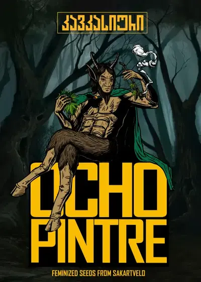Ochopintre Auto by Caucasian Seeds, Autoflower cannabis strain
