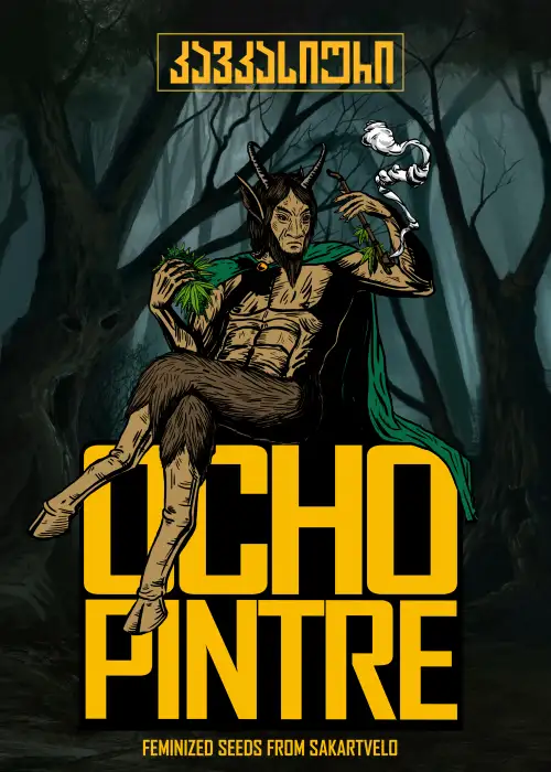 Ochopintre Auto by Caucasian Seeds, Autoflower cannabis strain