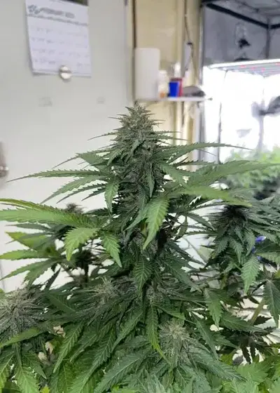 October Sky by Gnome Automatics, Autoflower cannabis strain