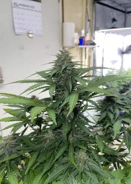 October Sky by Gnome Automatics, Autoflower cannabis strain
