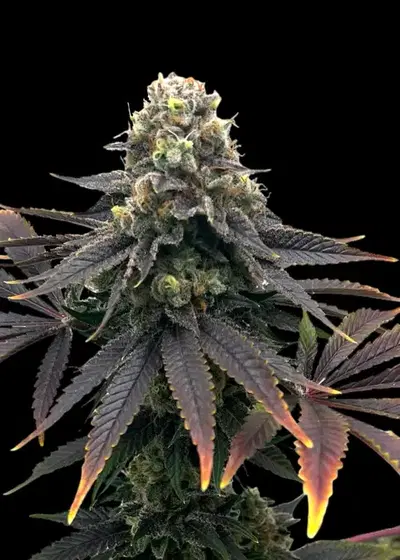 Offshore OG by TerpyZ Mutant Genetics, Photoperiod cannabis strain