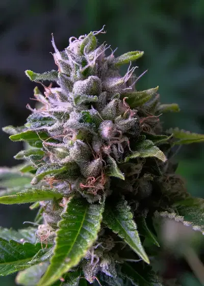 OG 324 by Silver River Seeds, Photoperiod cannabis strain
