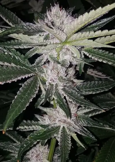 OG Bubba by Jungle Boys, Photoperiod cannabis strain