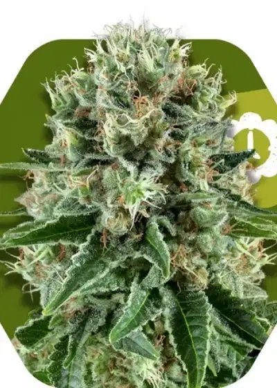 OG Bubble Gum Autoflowering by Zambeza, Autoflower cannabis strain