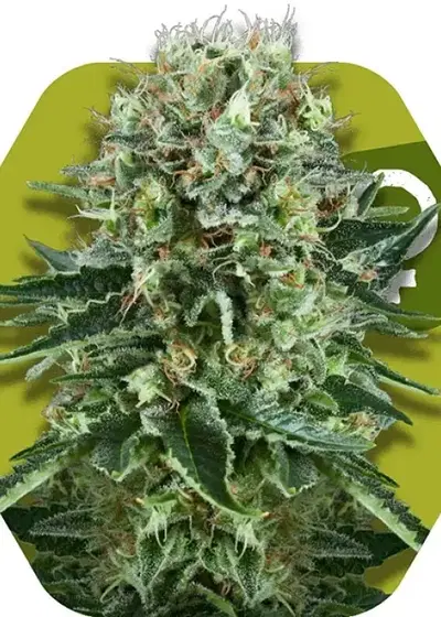 OG Bubble Gum by Zambeza, Photoperiod cannabis strain