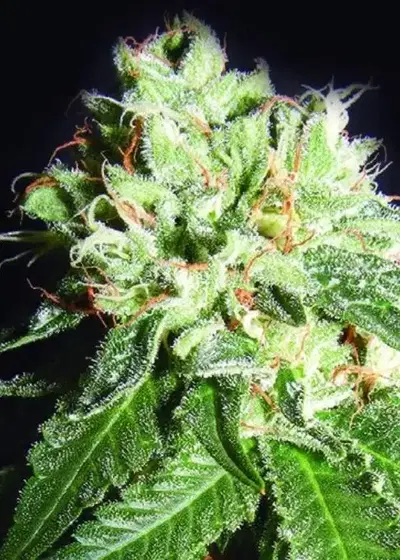 OG Cheese by The Kush Brothers, Photoperiod cannabis strain