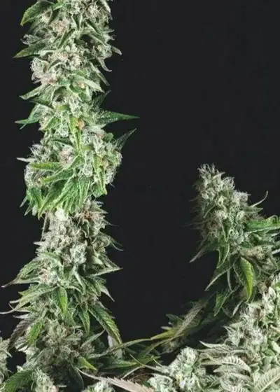 OG Double Kush by Trikoma Seeds, Photoperiod cannabis strain