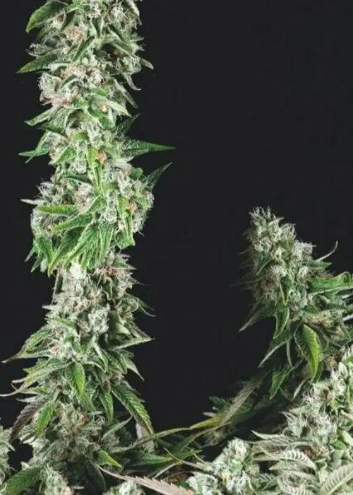 OG Double Kush by Trikoma Seeds, Photoperiod cannabis strain