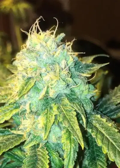 OG Jones by Connoisseur Genetics, Photoperiod cannabis strain