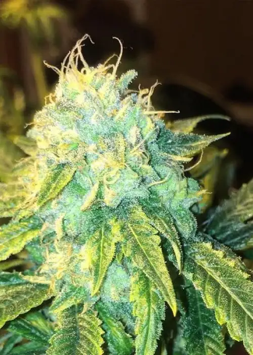 OG Jones by Connoisseur Genetics, Photoperiod cannabis strain