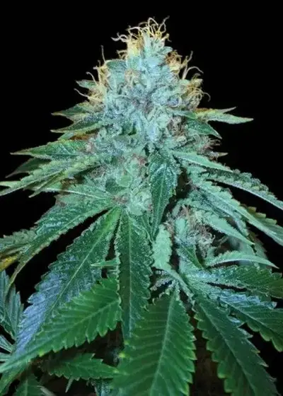 OG Kush #18 by Cannabiorganic genetics, Photoperiod cannabis strain