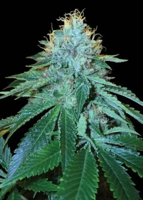 OG Kush #18 by Cannabiorganic genetics, Photoperiod cannabis strain