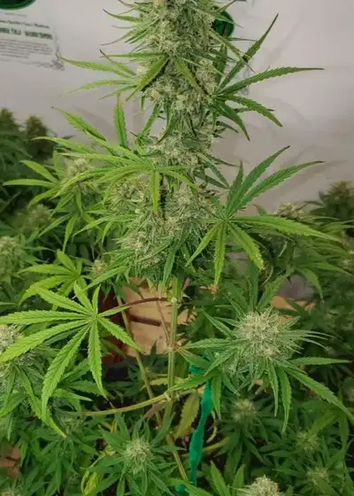 OG Kush Auto by STRNG Seeds, Autoflower cannabis strain