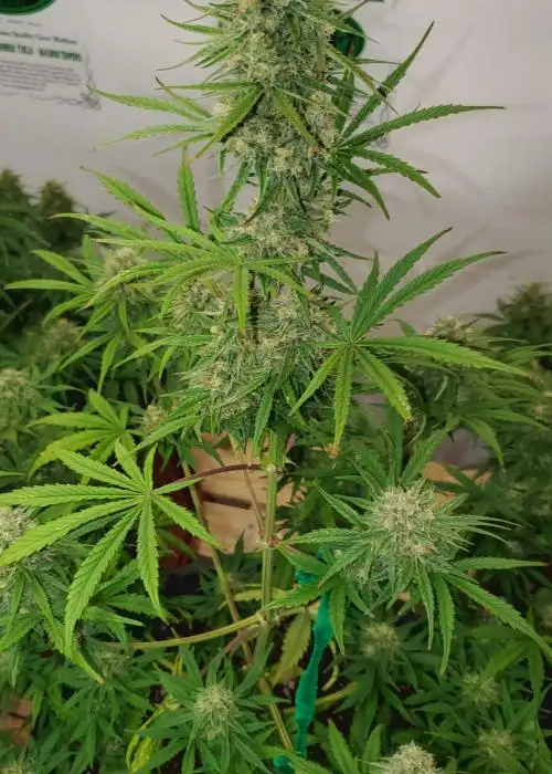 OG Kush Auto by STRNG Seeds, Autoflower cannabis strain
