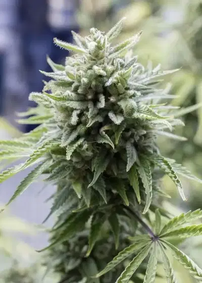 OG Kush Autoflowering by Karma Genetics, Autoflower cannabis strain