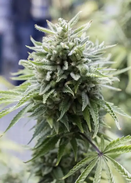 OG Kush Autoflowering by Karma Genetics, Autoflower cannabis strain